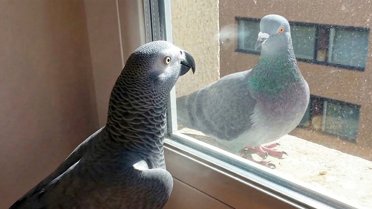When A Pigeon Meets A Talking Parrot… 😂 Funny Pigeon Videos