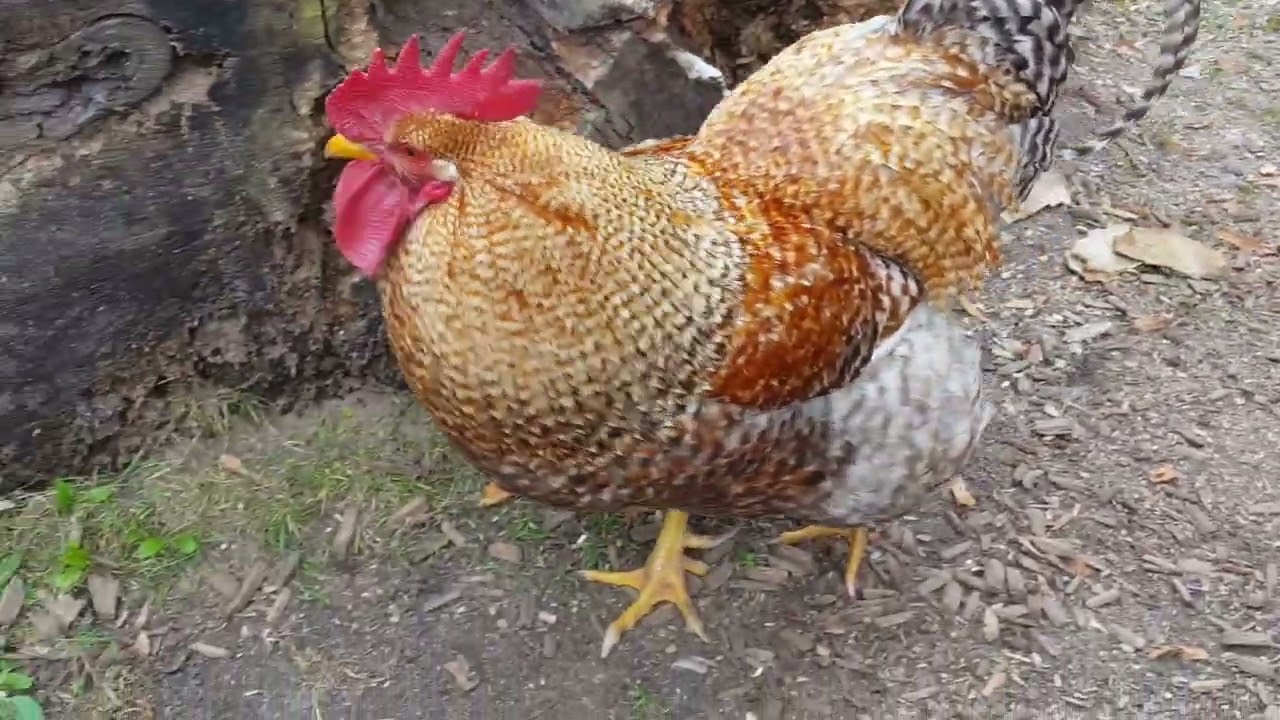 Bielefelder Kennhuhn, Chicken, Rooster, cock