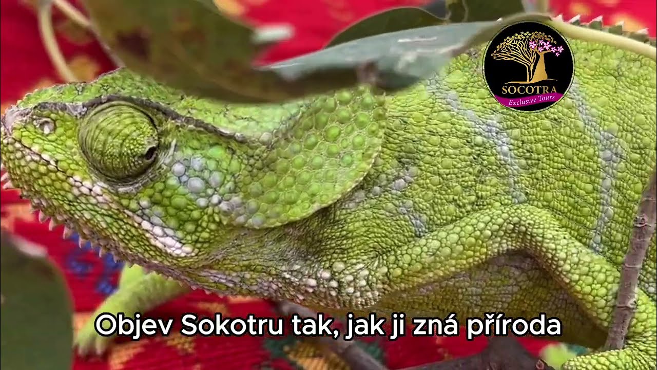 SOKOTRA - Po stop&aacute;ch National Geographic | minuta skutečn&eacute; inspirace