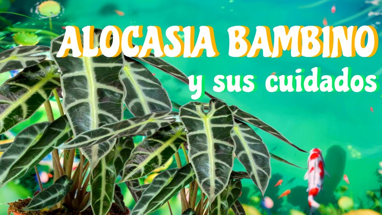 ALOCASIA BAMBINO Y SUS CUIDADOS