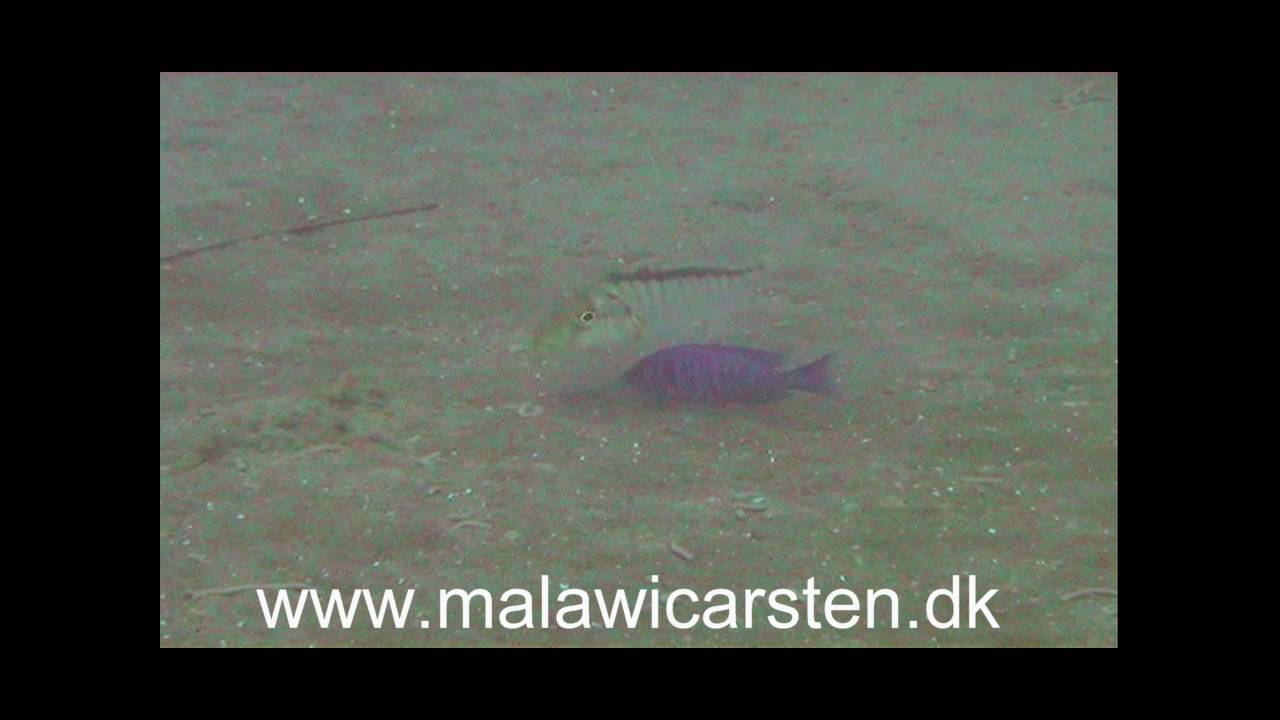 Taeniolethrinops furcicauda Placidochromis phenochilus Mara Rocks 2004