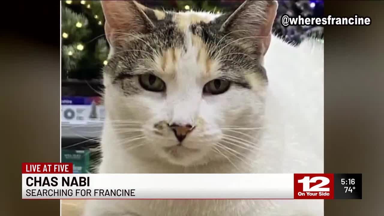 Where's Francine? Beloved Lowe's cat goes missing
