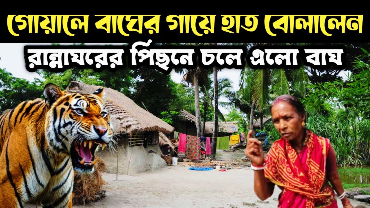 ঝড়খালিতে বাঘের তান্ডব ও গ্রামীণ জীবন || Tiger In The Village And Village Life In Sundarban