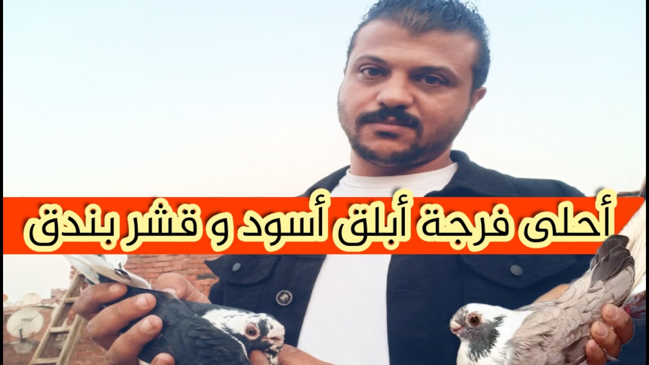 احلى فرجة ابلق قشر بندق وابلق اسود من سطح ا/ محمود بيسا منطقة امبابه#لوفت_عمرو_اشرف
