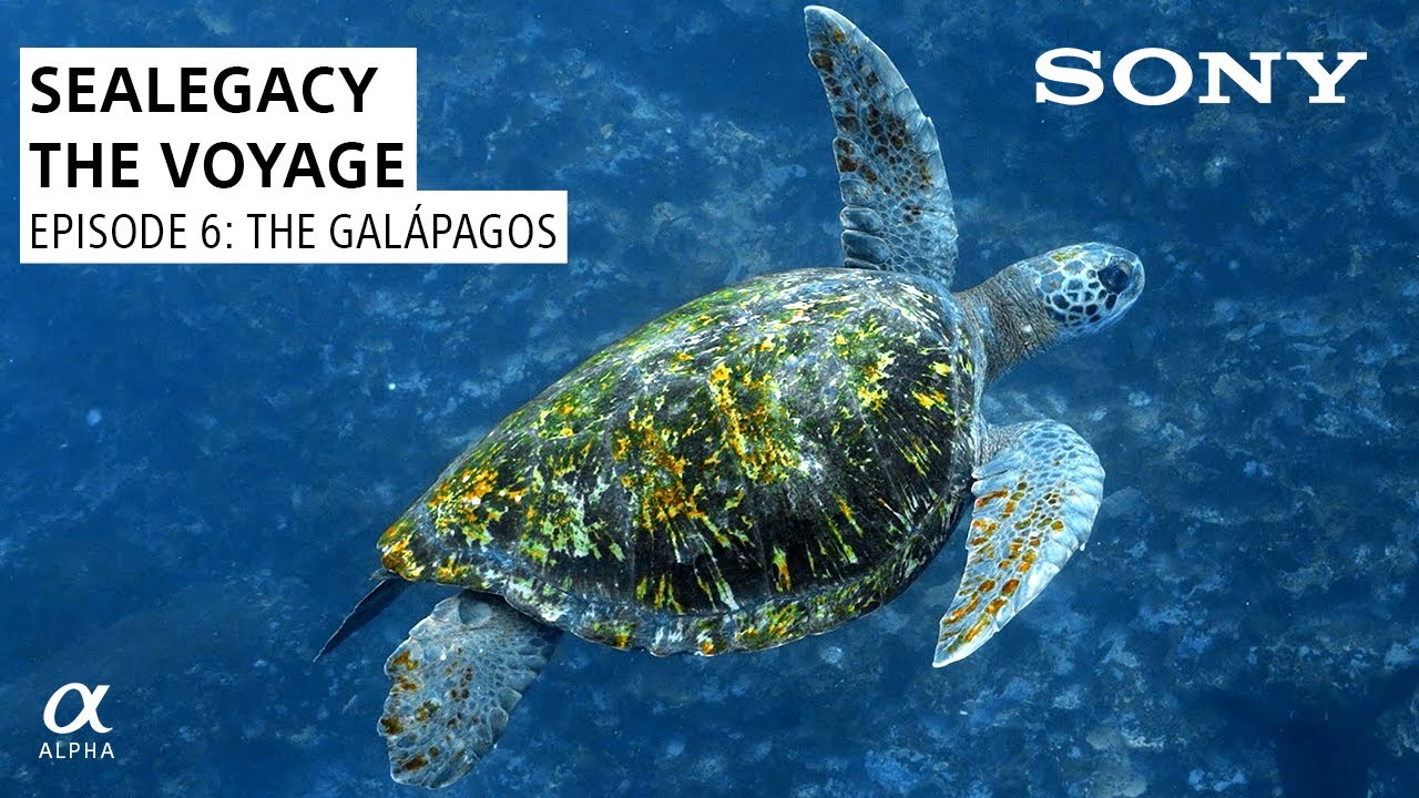 The Galápagos: SeaLegacy The Voyage Episode 6 | Shot on Sony