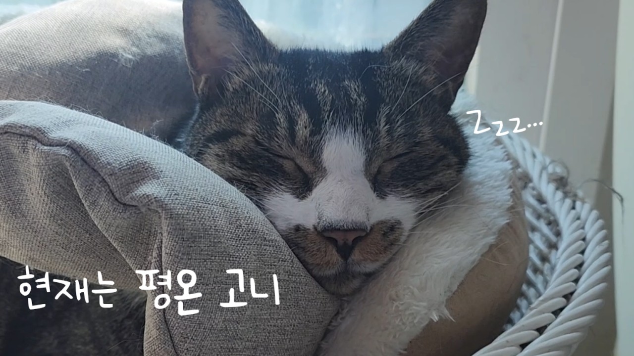 정신없었던 며칠이 지나고 현재는 평온 고니