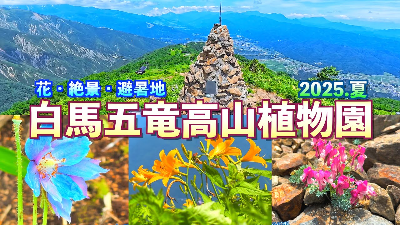 【花・絶景・避暑地】【白馬五竜高山植物園】【長野県　白馬村】／4K／Hakuba Goryu Alpine Botanical Garden