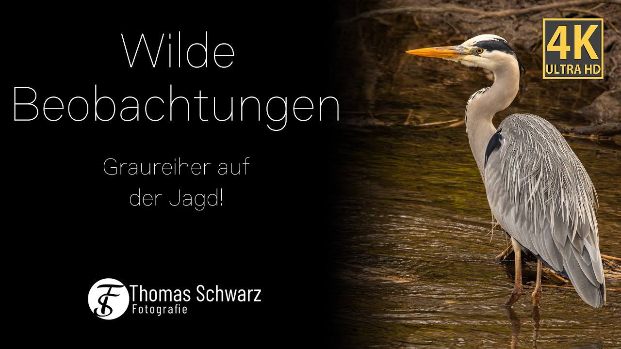 Wilde Beobachtungen - Graureiher auf der Jagd 