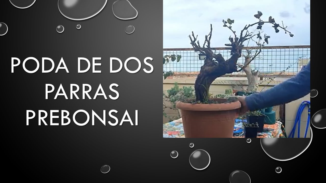 Poda de dos parras prebonsai