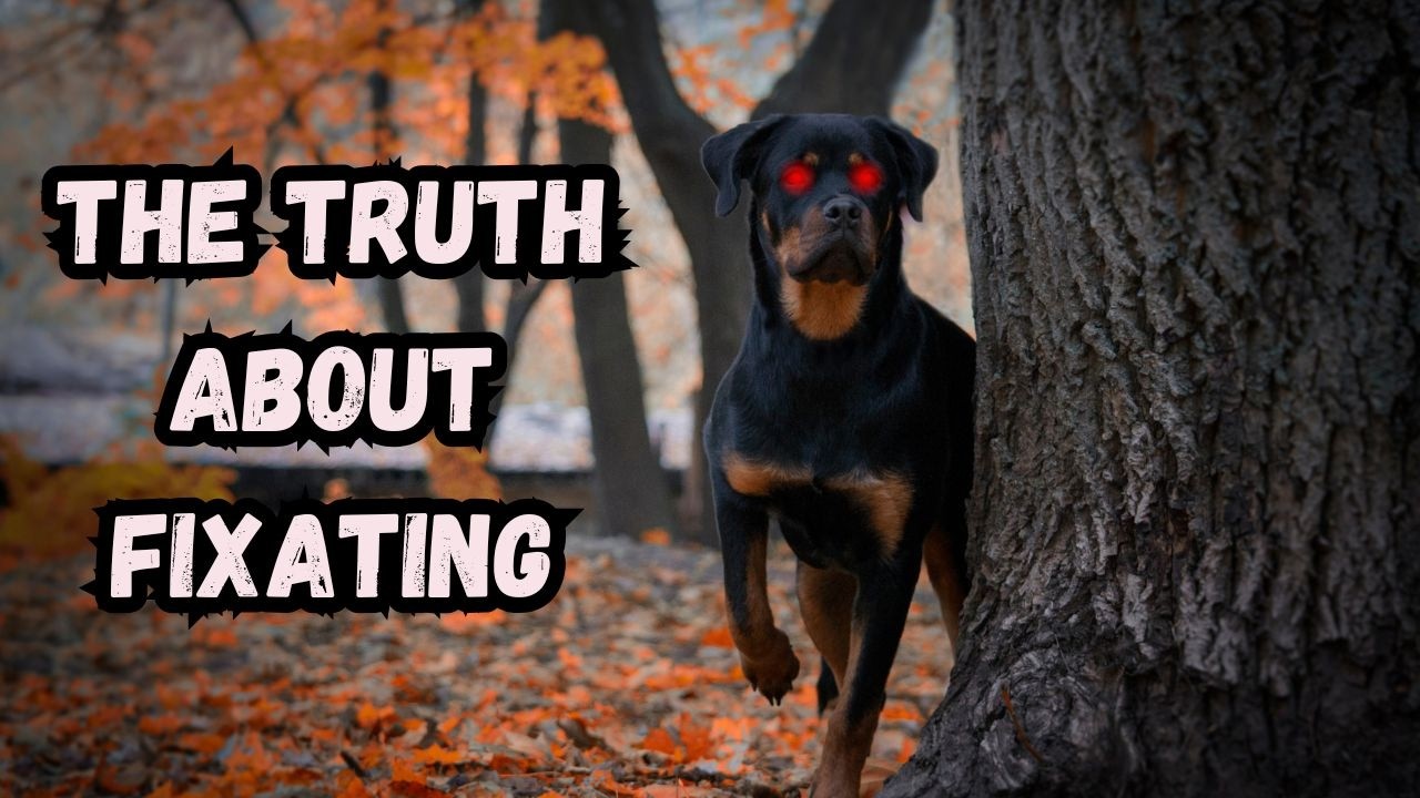 How to Interrupt STARING in Reactive Dogs Without Corrections