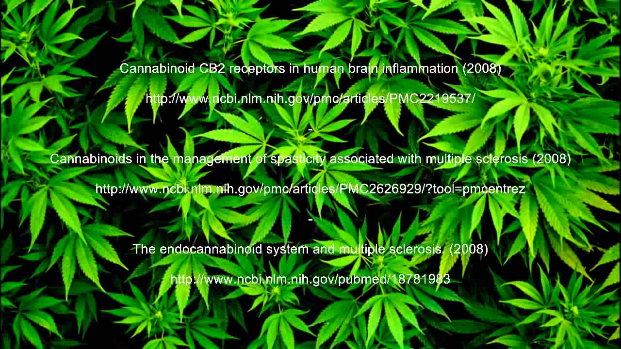 Cannabis Research   Multiple Sclerosis   Cannabinoid Studies