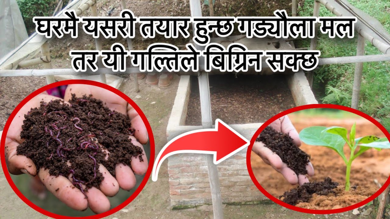 गड्याला मल कसरी तयार हुन्छ हेर्नुहोस्।आफैले पनी यसरी बनाउनुहोस। varmicompost earthworm