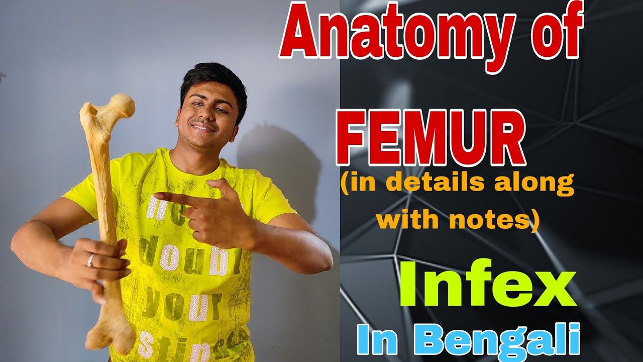 Anatomy of Femur bone in bengali ||