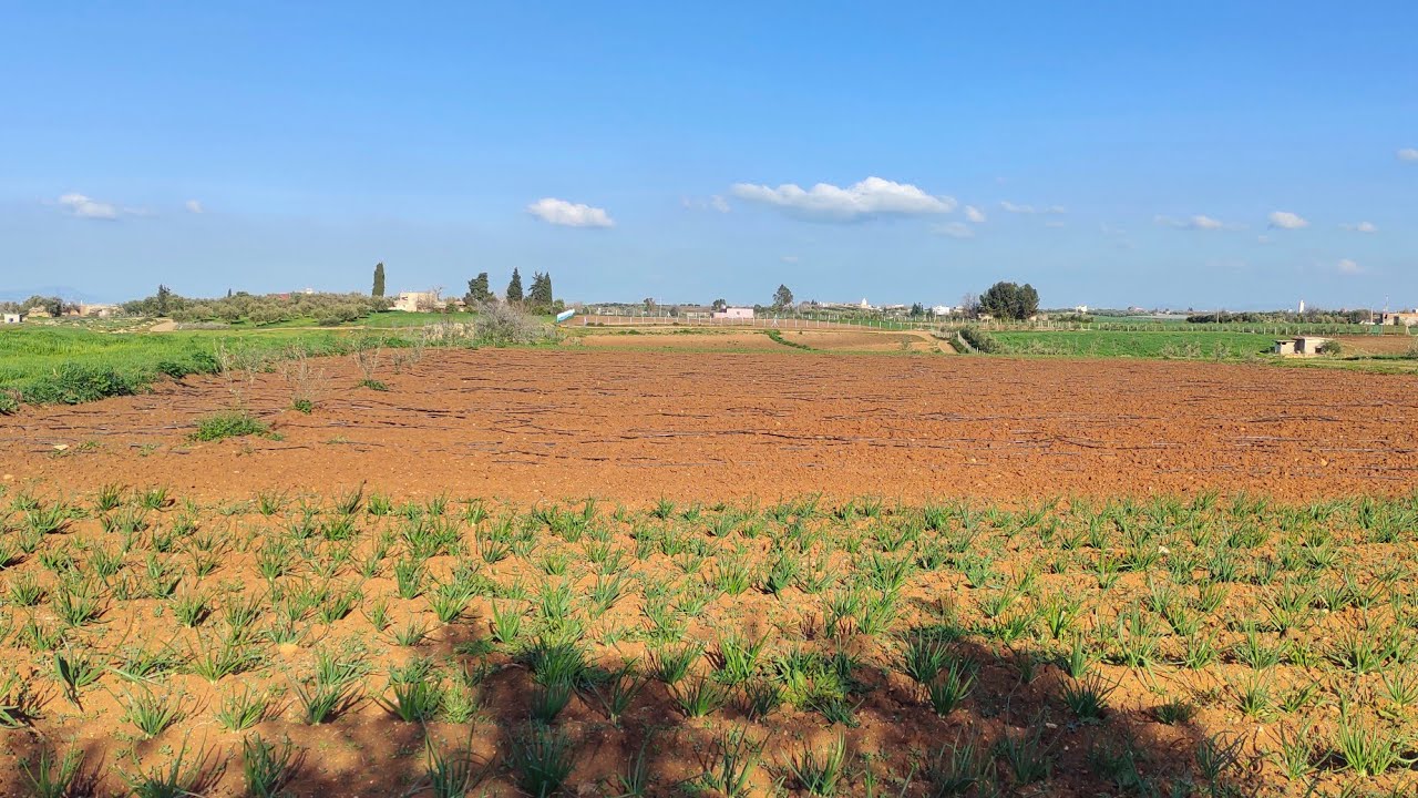 أرض فلاحية للبيع 5هيكطارات ونصف تمن 15 مليون لهيكطار بعين تاوجطات جماعة القصير الهاتف 0613547341