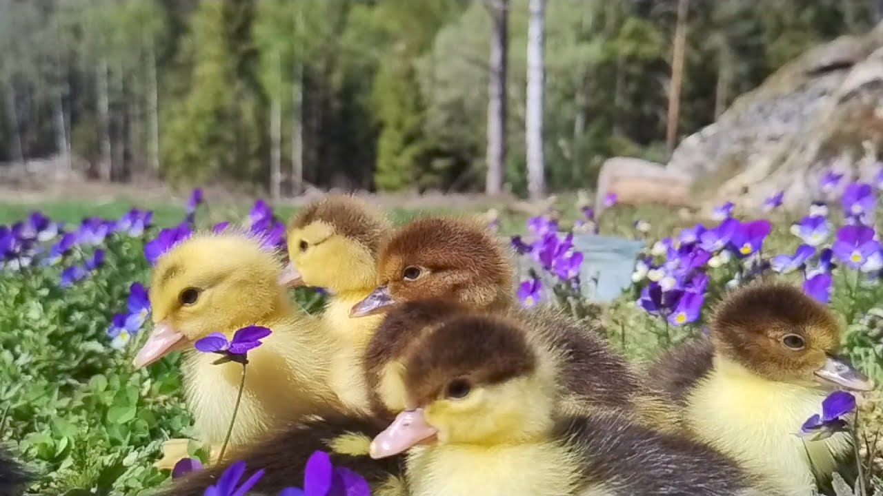 Ducklings first swim muscovy duck Minute by minute, slow TV, dog TV