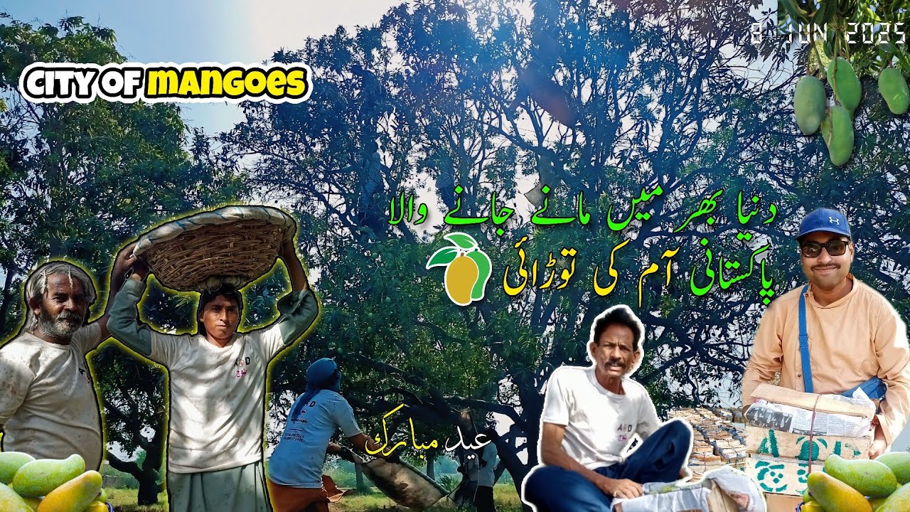 Mangoes Farming - These pakistani Mangoes RULE in the world | City of mangoes | Pakistani aam 🥭
