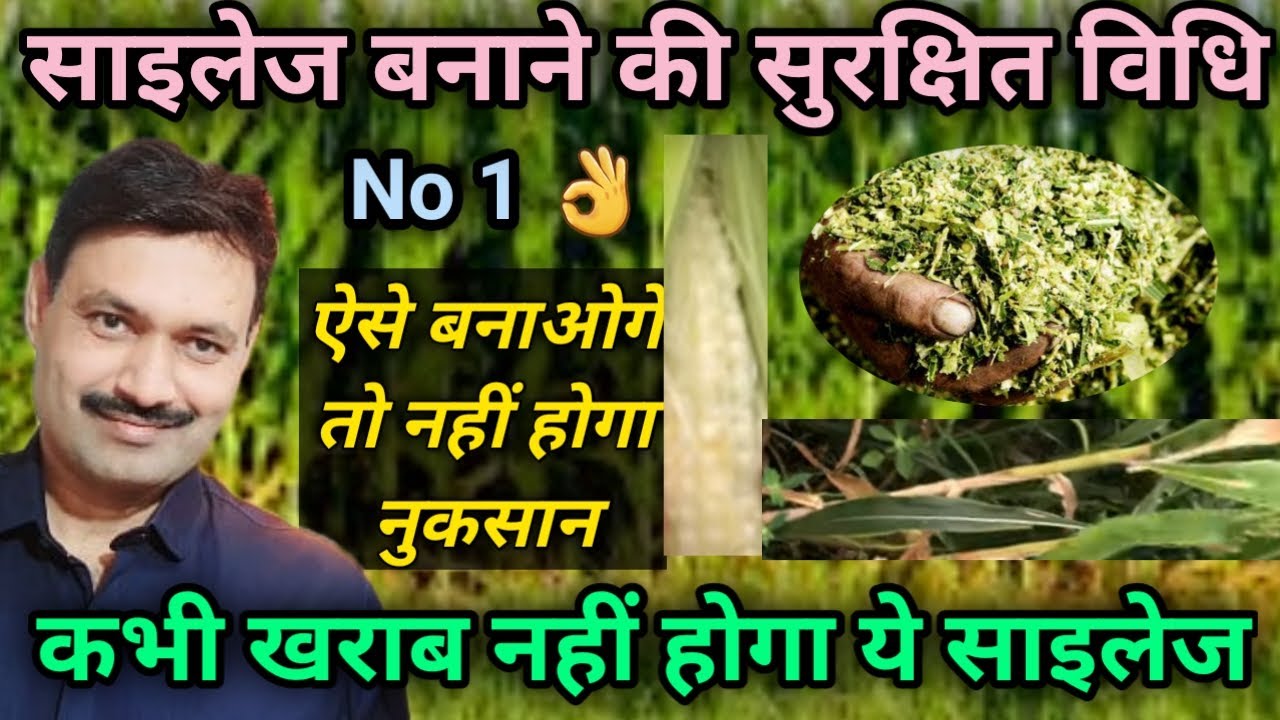 Silage Kaise Banaye साइलेज बनाने का तरीका विधि Sailej banane ka tarika vidhi साइलेज कैसे बनाएं