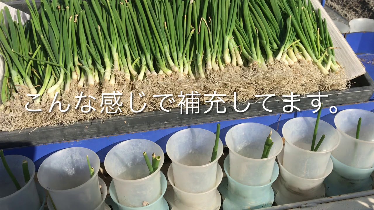 玉ねぎ定植始まった。