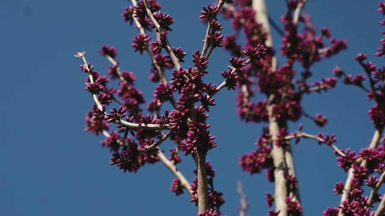Chinesischer Judasbaum 'Avondale' Cercis chinensis 'Avondale'