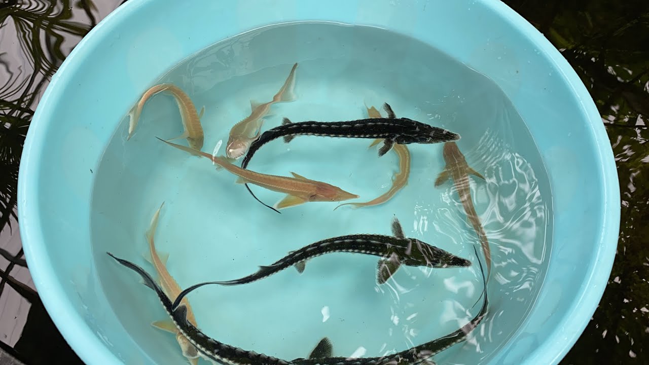 Forskellige varianter af stør hos Super Koi Havedamscenter  