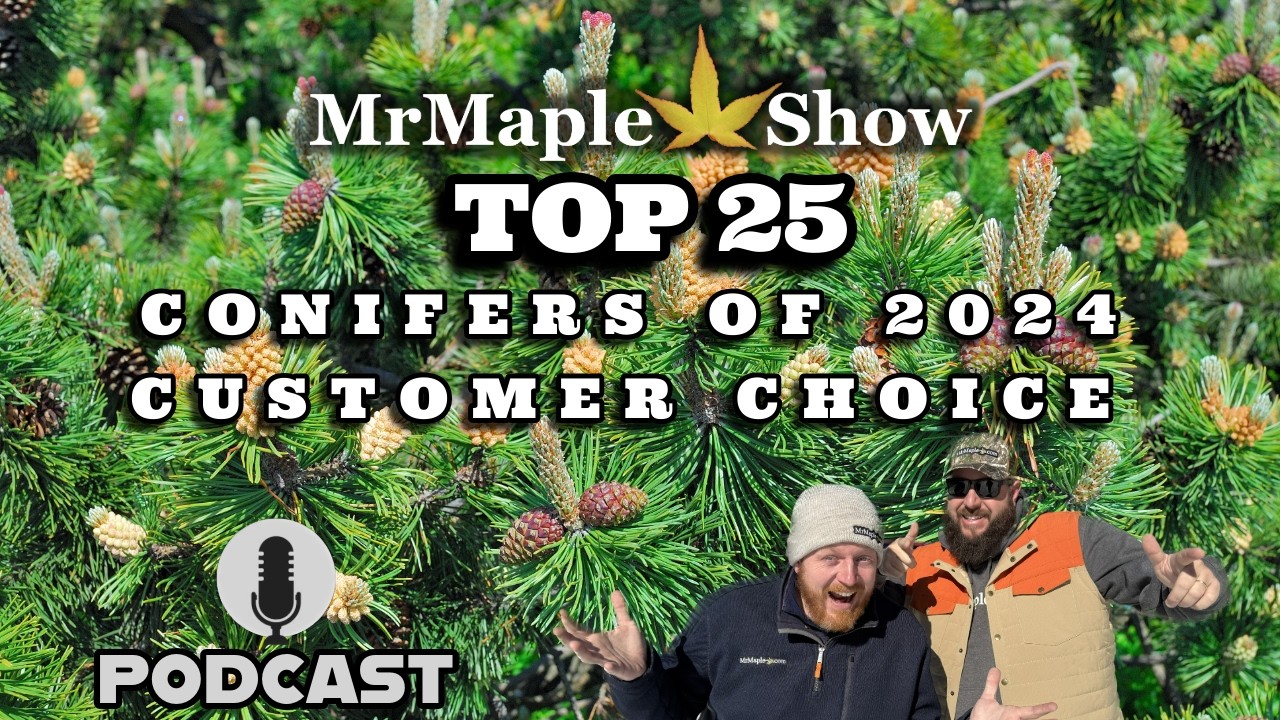 Top 25 Conifers Of 2024 Customer Choice | MrMaple Show Podcast