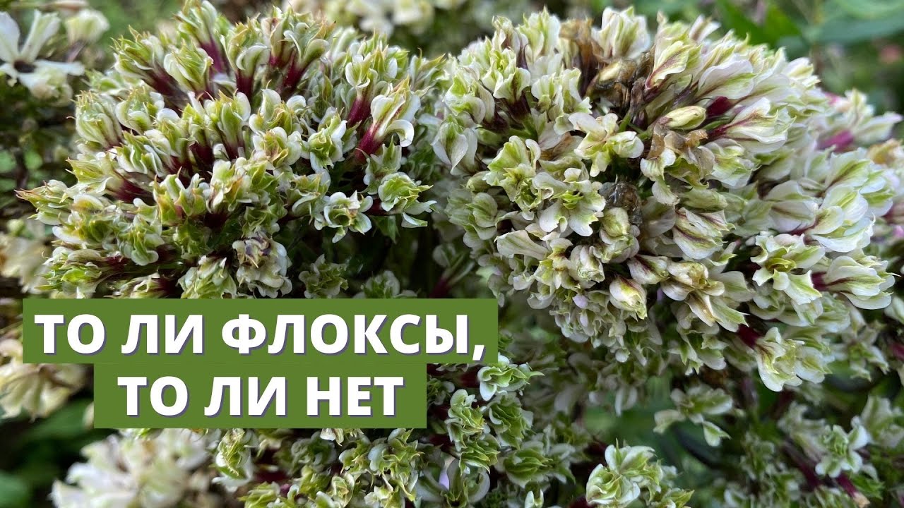 Странные и необычные флоксы