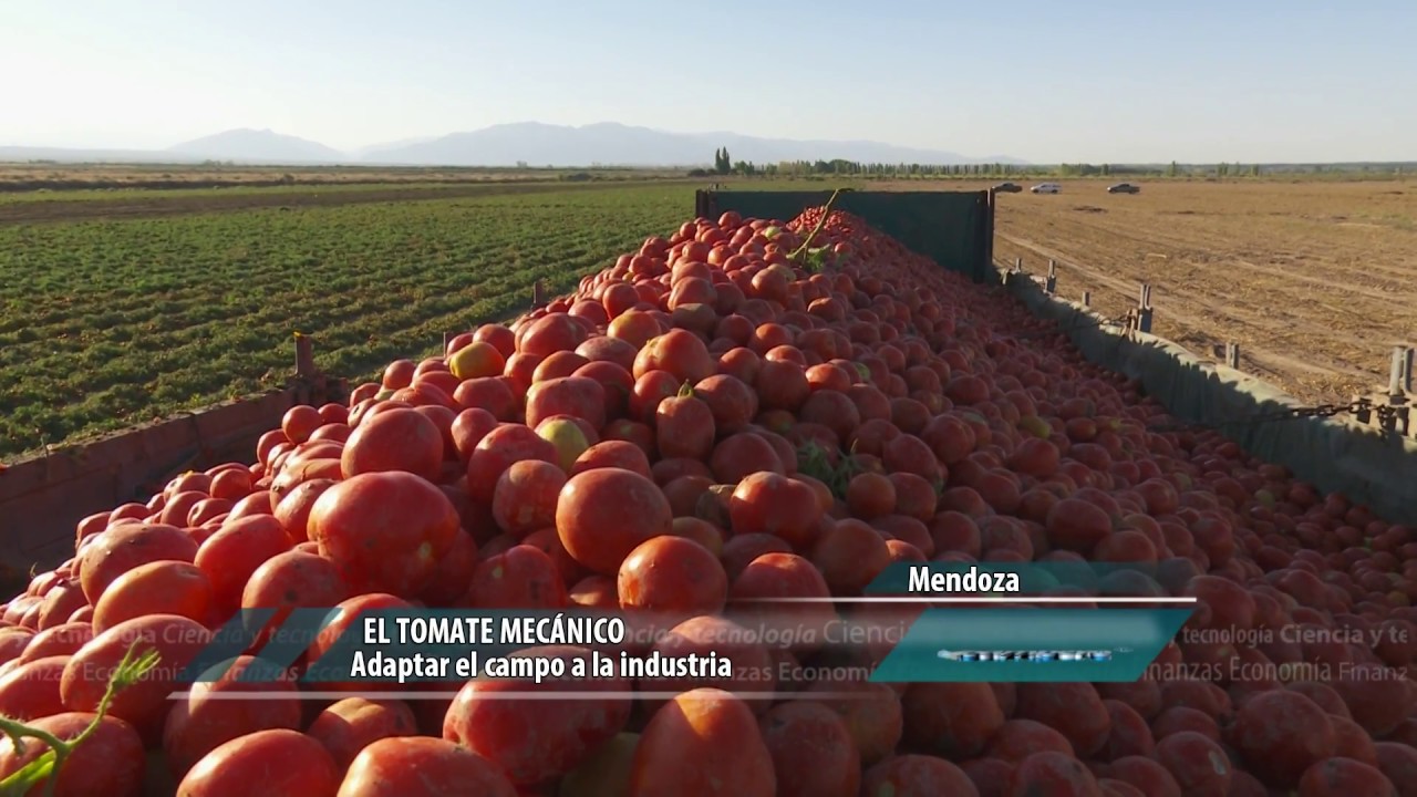 Cosecha mecanizada de tomate