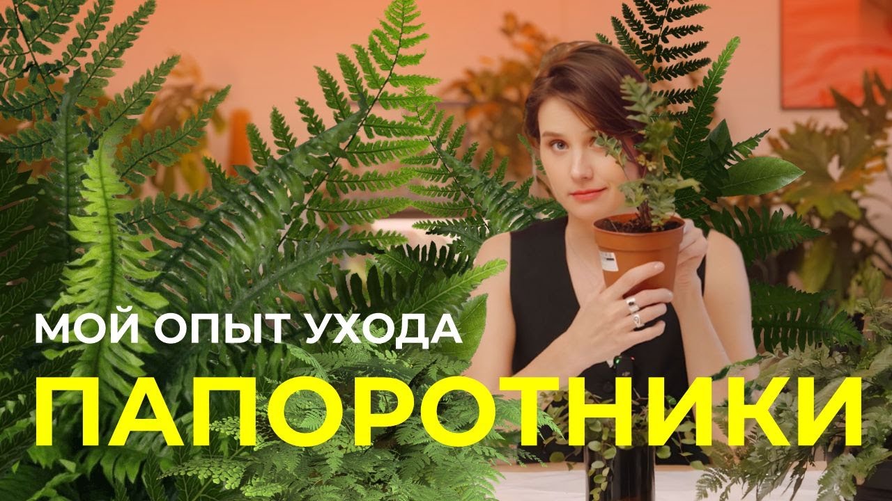 Платицериум, даваллия, пеллея. Фитильный полив для папоротника.