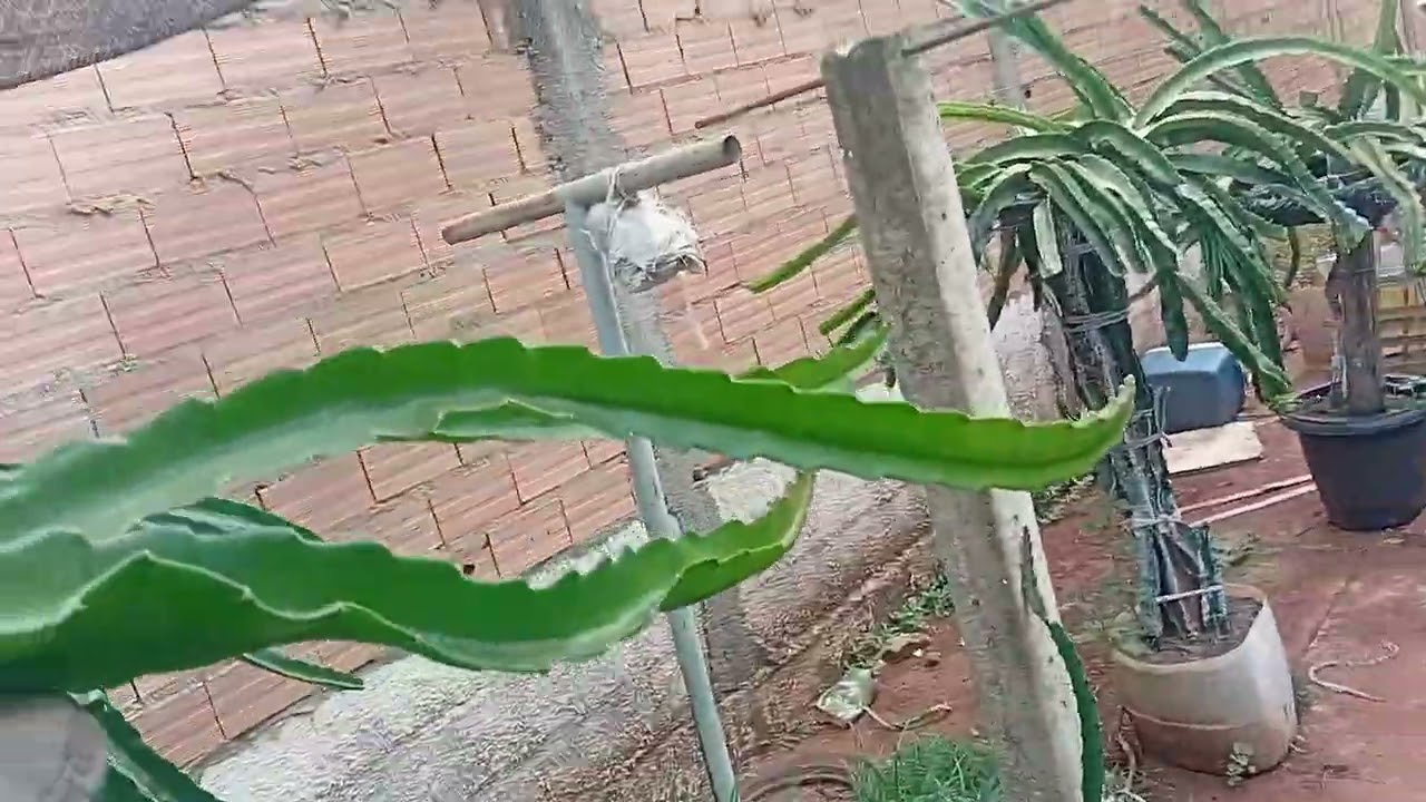 ATUALIZAÇÃO DAS PITAYAS 29/12/2025,FRUTAS MADURANDO E MUITO CALOR