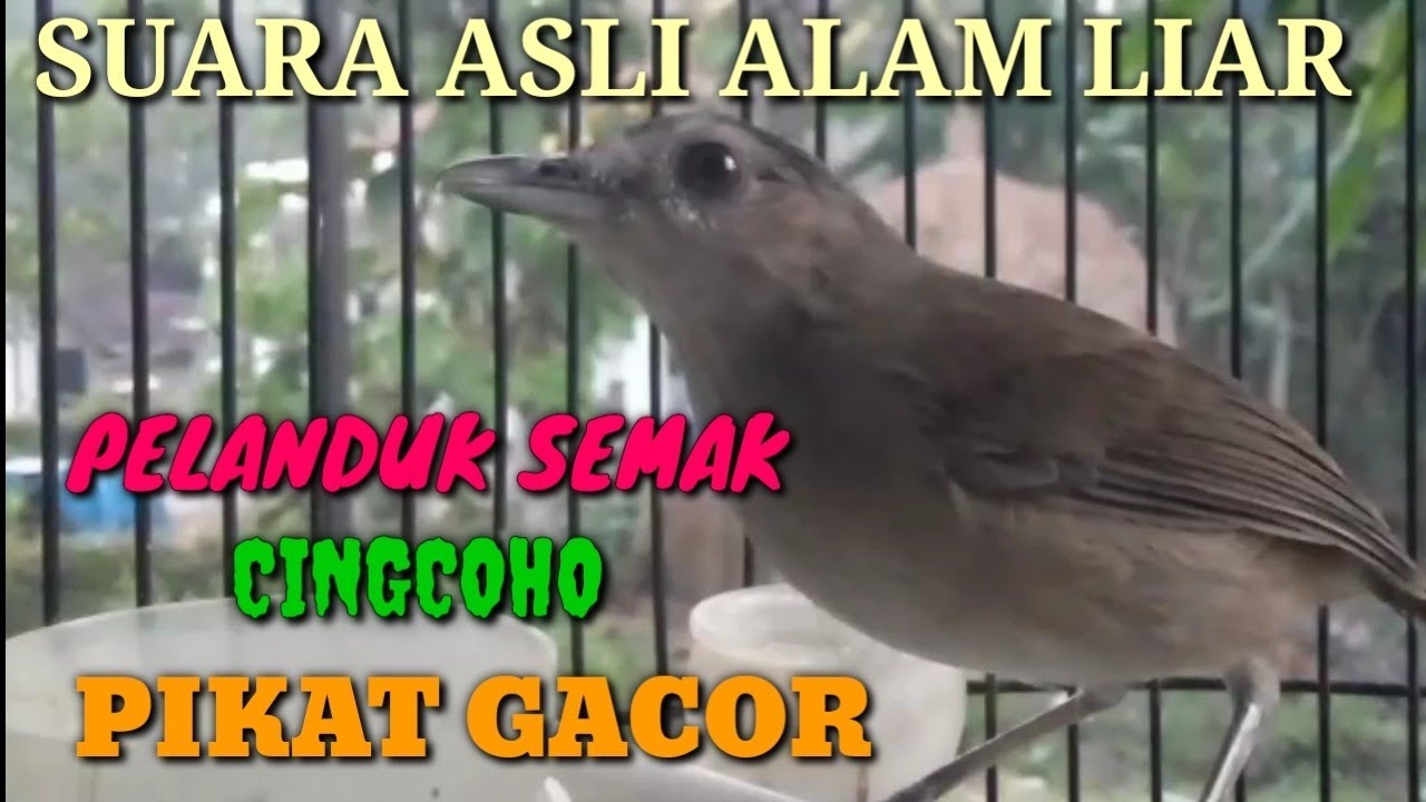 PELANDUK SEMAK GACOR.SUARA ASLI PELANDUK SEMAK BUAT PANCINGAN/MASTERAN.