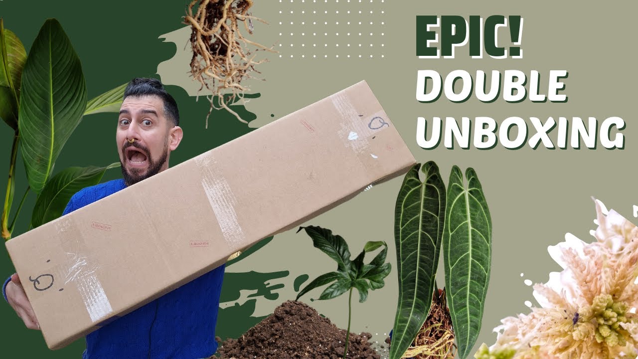 Rare Plant Unboxing | Importing wishlist houseplants from Ecuador | Ecuagenera & Soil Ninja