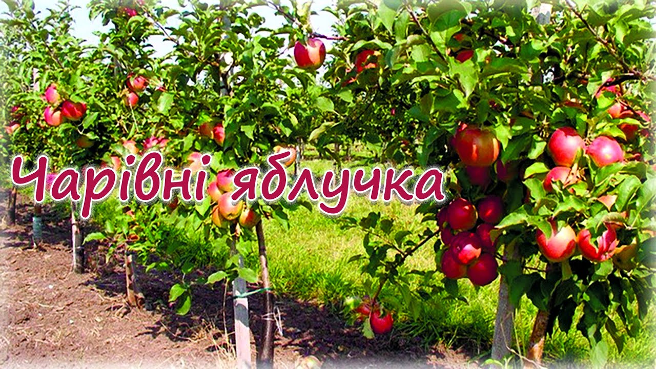 Чарівні яблучка