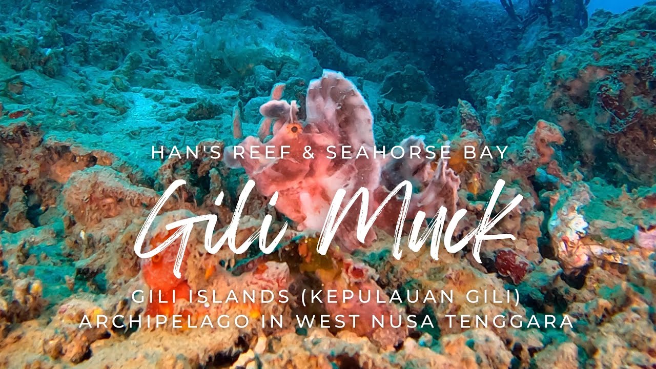 Secrets of the Seafloor: Dive Adventure at Han's Reef & Seahorse Bay #giliislands #muckdive