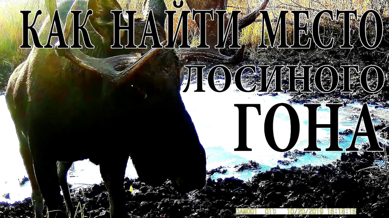 Как найти место лосиного гона