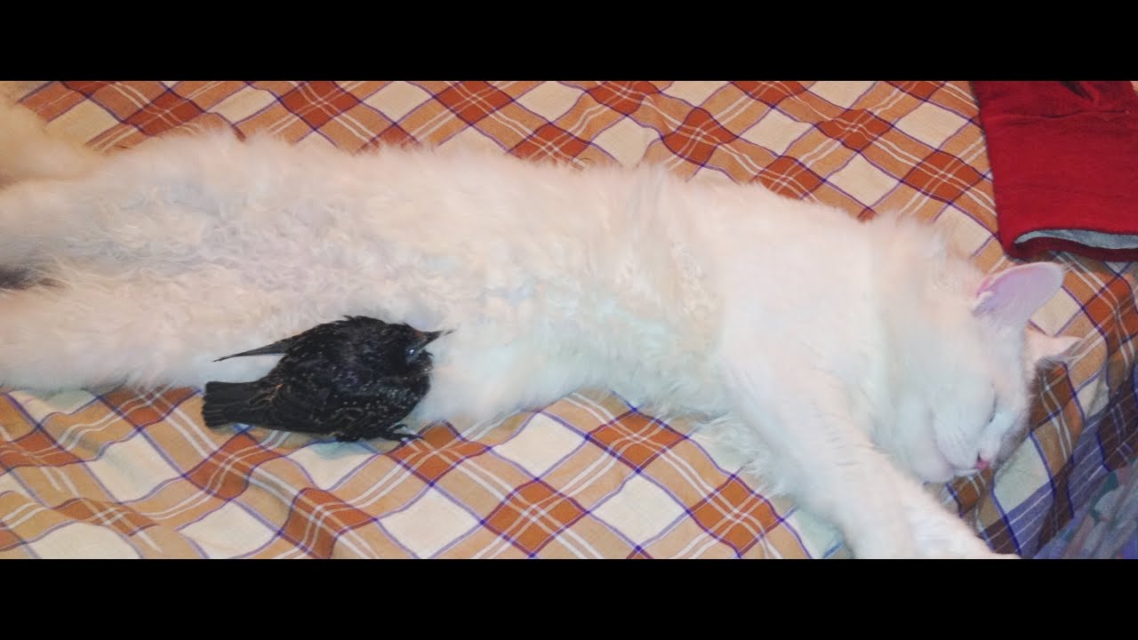 bird and cat sleeping
