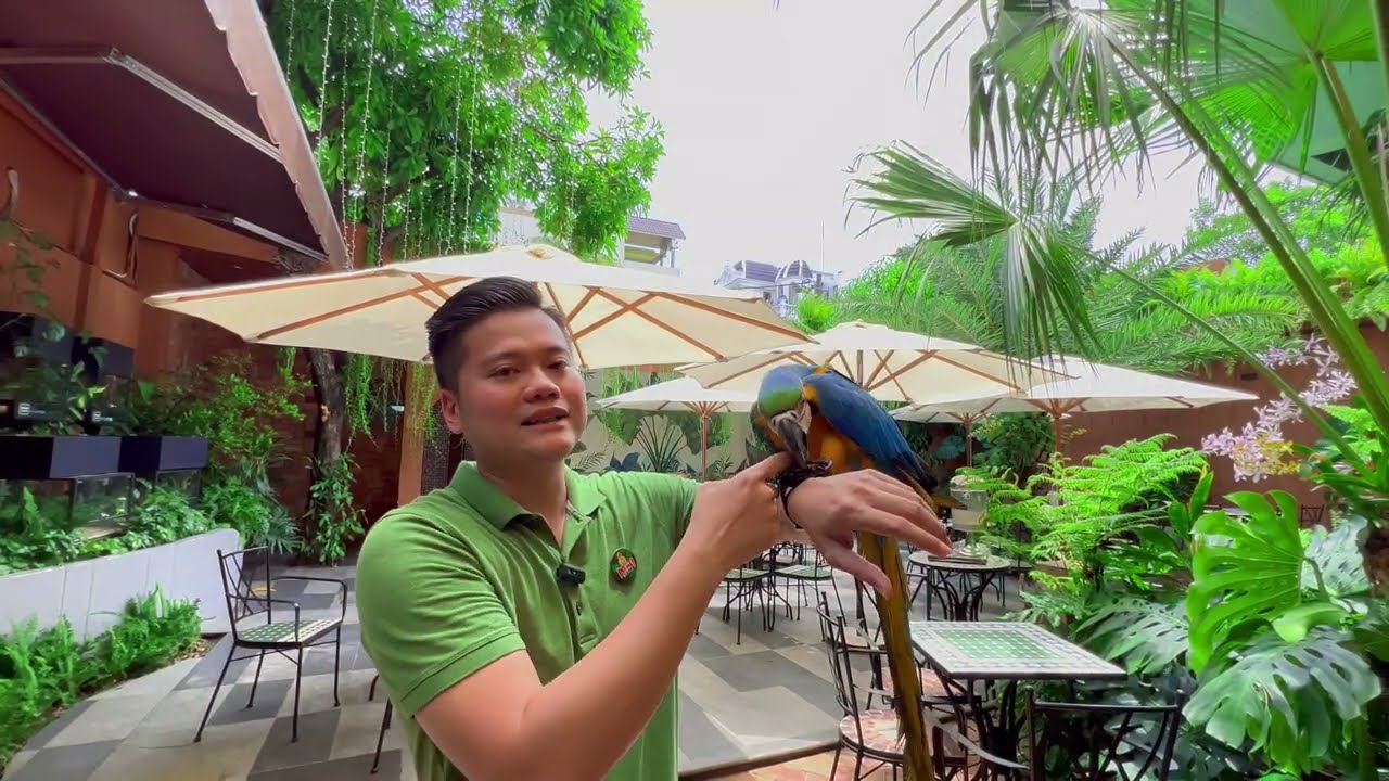 Loài Vẹt Nam Mỹ BLUE AND GOLD Macaw Nặng Hơn 1kg, Đuôi Dài 1m nhưng Cực Thân Thiện
