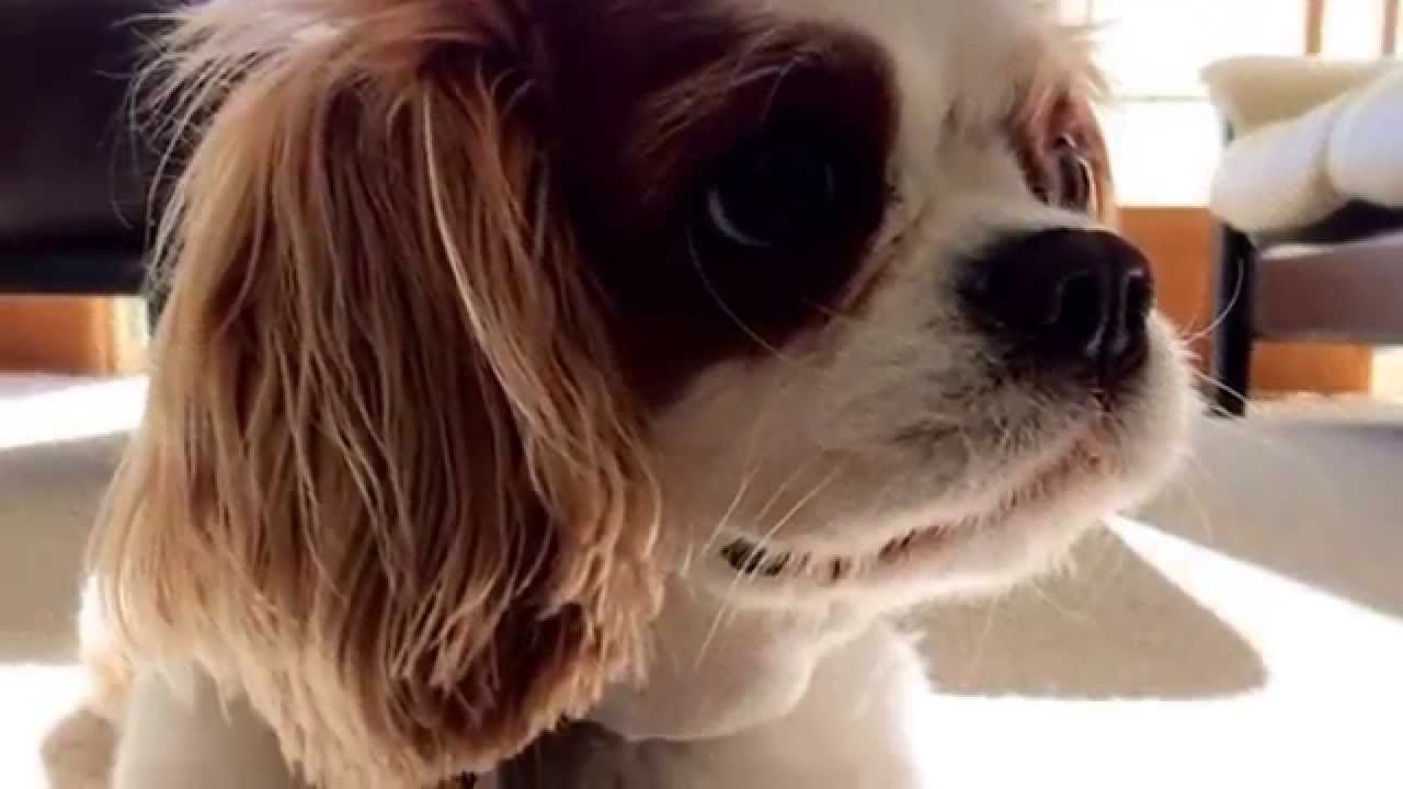 Chestnut the Cavalier Cutie