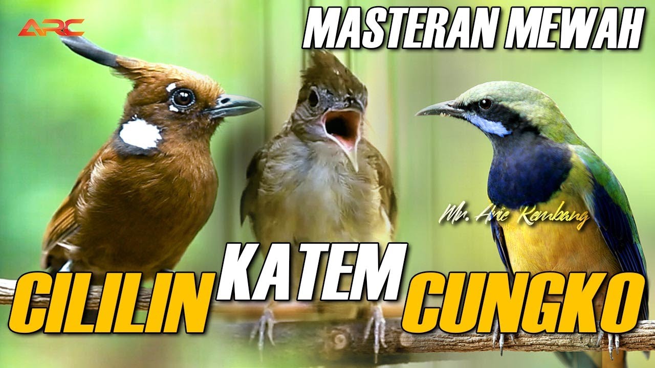 KAPAS TEMBAK - CUCAK CUNGKO - CILILIN