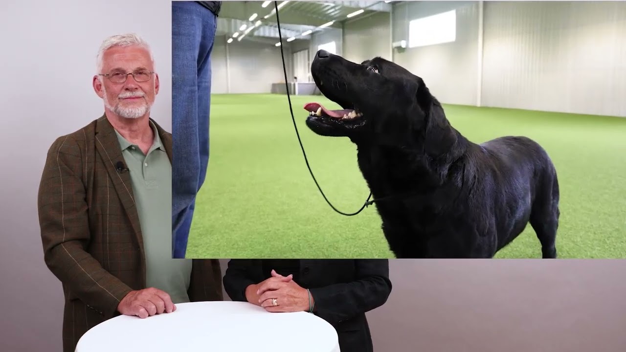 Raspresentation - Labrador retriever