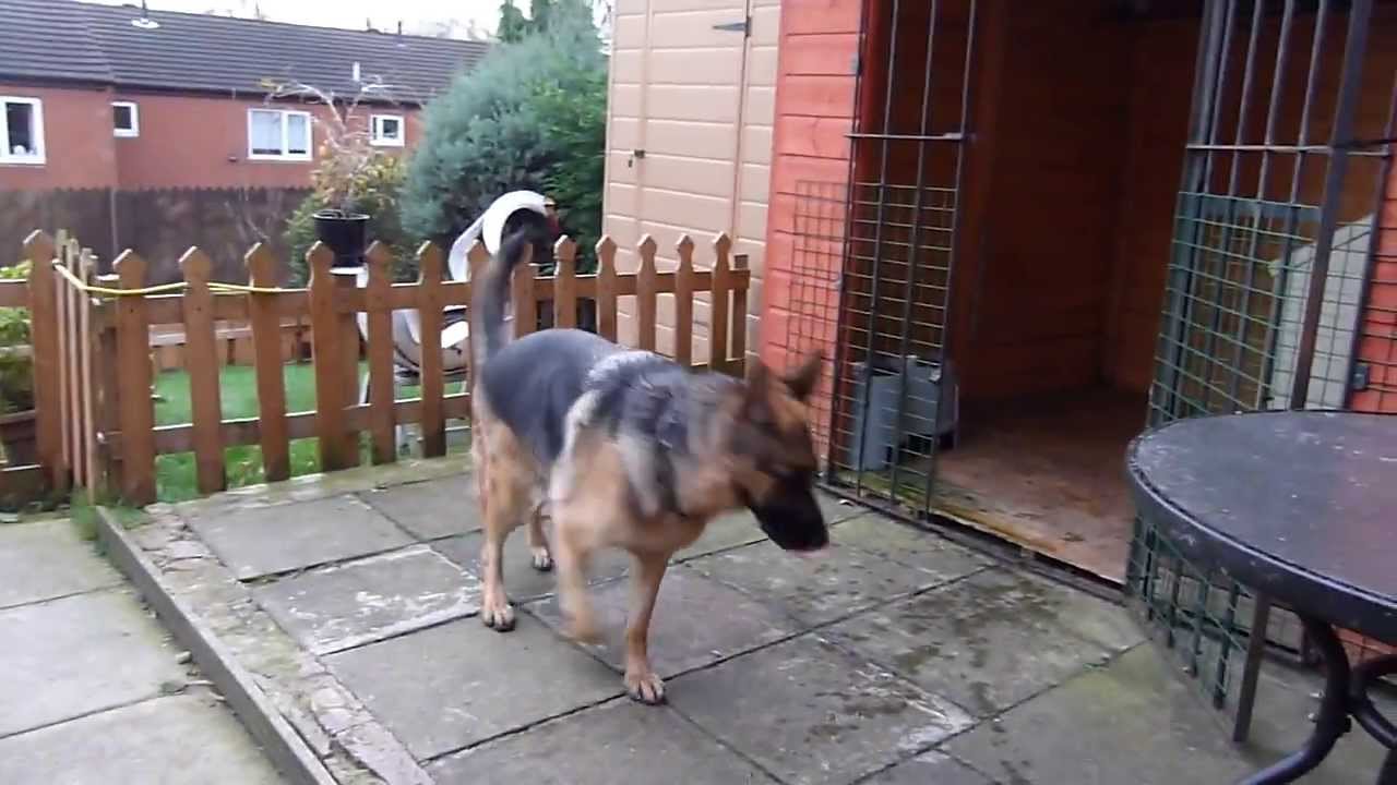 German Shepherd On Guard Alert Barking
