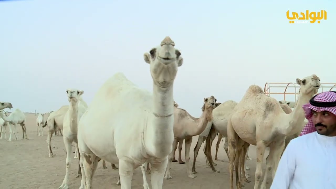 معاناة أهل الحلال من الإبل والرعي بالكويت | #الابل_واهلها