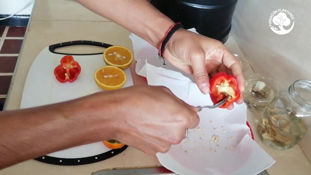 🥕🌱C&Oacute;MO OBTENER SEMILLAS DE FRUTAS Y VERDURAS DESDE TU COCINA // MI HUERTA🥕🌱