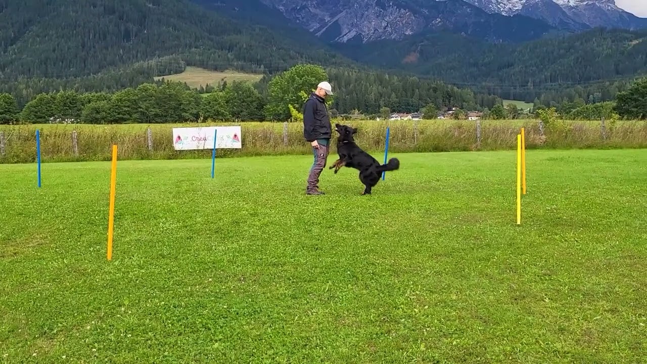 Mica 3 Jahre Training Unterordnung um die Stangen