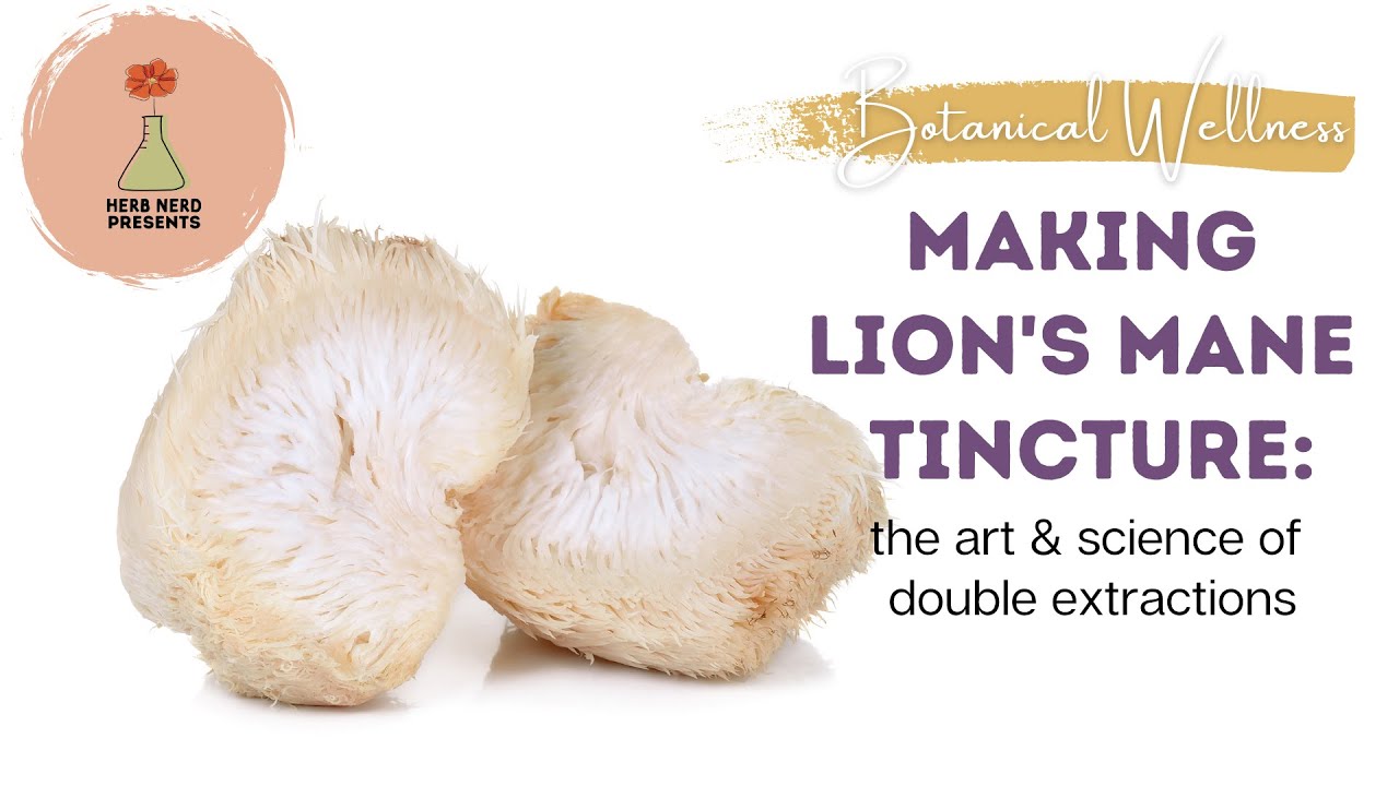 Advanced Tincture Making: Double Extracted Lion's Mane Mushroom