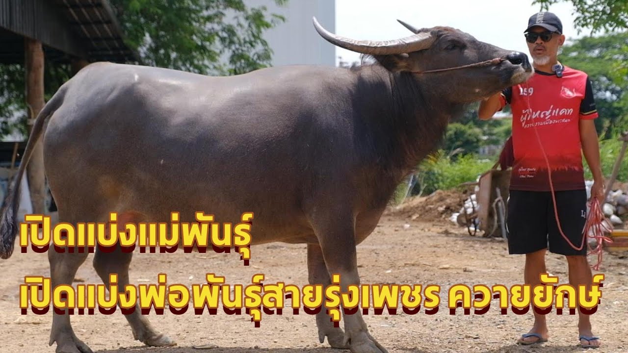 เปิดแบ่งแม่พันธุ์เปิด แบ่งพ่อพันธุ์ สายรุ่งเพชร ควายยักษ์ #เพชรกล้าณรงค์ #ขุนแผนทายาทรุ่งเพชร
