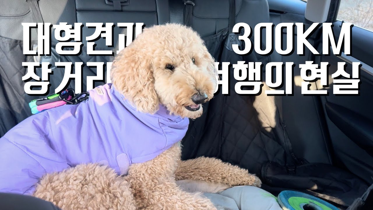 [EP.5] 대형견과 300km 장거리 여행의 현실 | 30kg 스탠다드 푸들과 함께한 대구 여행 브이로그, 결국 집이 최고인 이유 (vlog/반려견 동반)