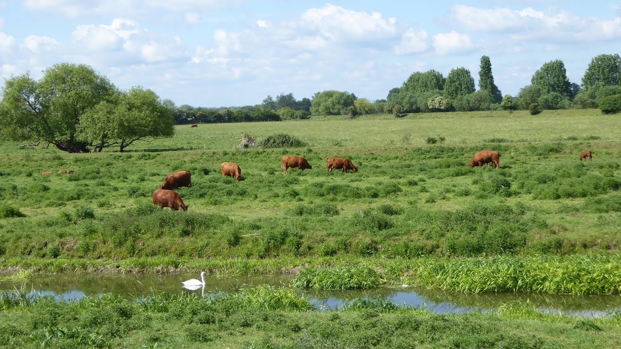 Over, Swavesey, River & Country Walk Scenery, Cambridgeshire Walks, Tour England Walking Holidays UK