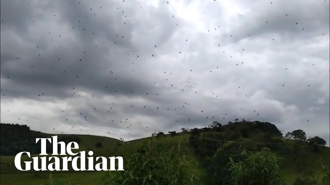 Cloudy with a chance of arachnophobia: raining spiders in Brazil
