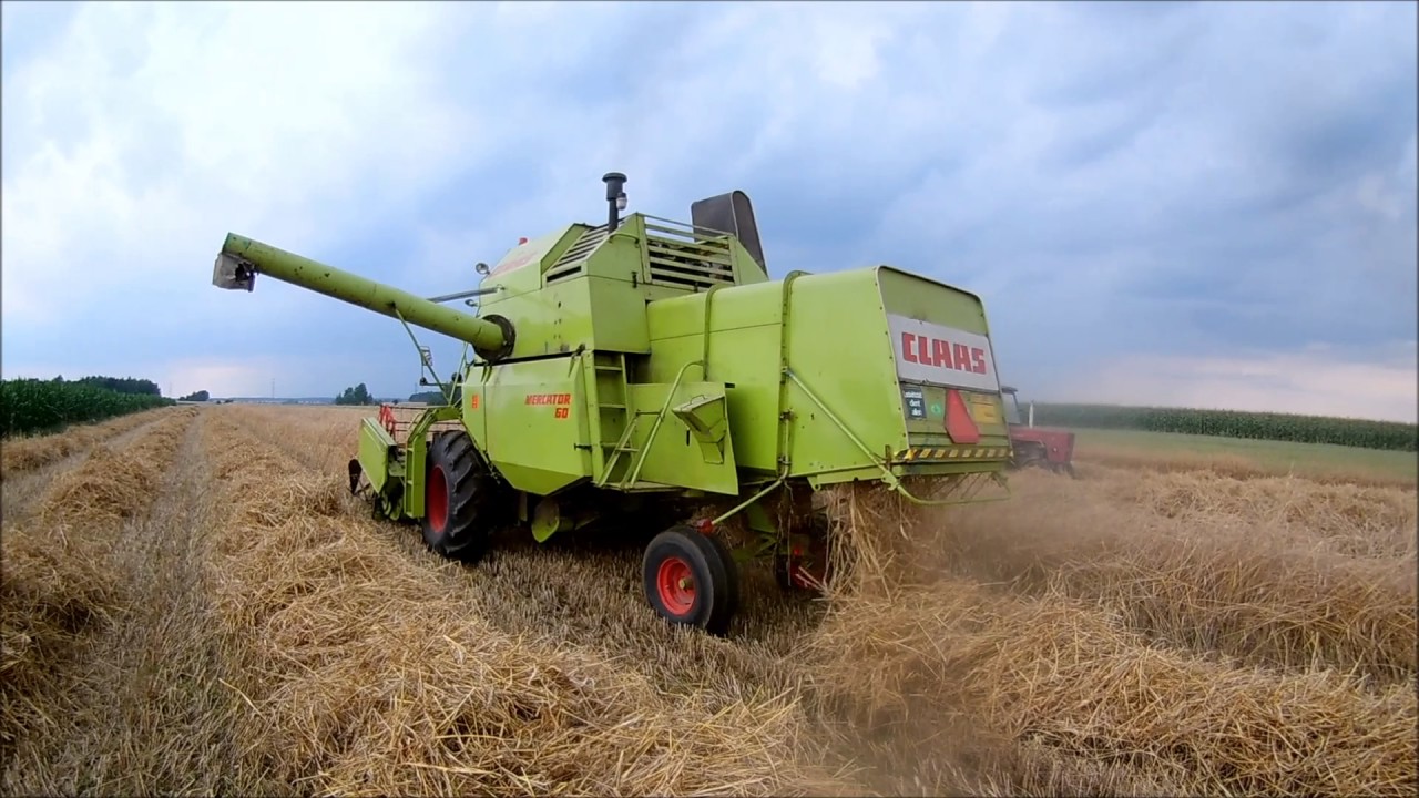 ☆Żniwa 2017 na Podlasiu ☆Claas Mercator 60☆Ursus c-360☆