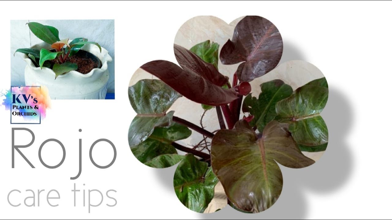Philodendron Congo Rojo: Care and Propagation